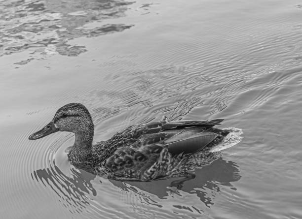 istock a pretty cute duck swiming in the water 1567484400