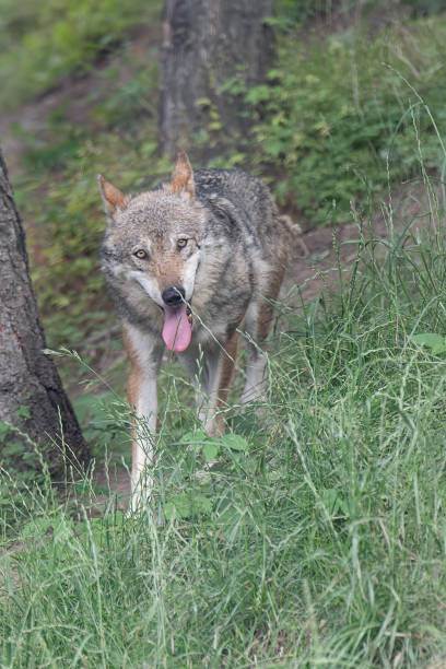 istock Wild Italy, the Italian wolf (Canis lupus italicus) 1567487804