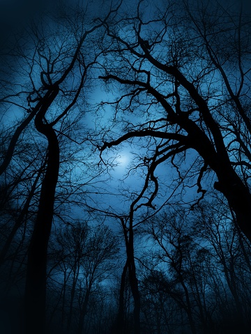 picture of blue-black bare tree silhouettes in a dramatic setting accompanied by the moon