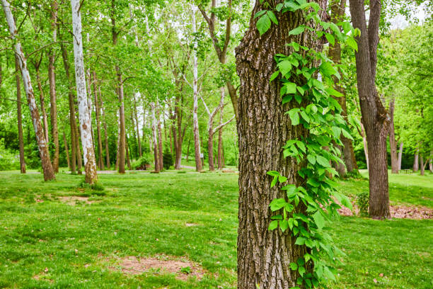 Image of Virginia Creeper plant growing up Oak or Maple tree trunk in park with River Birch
