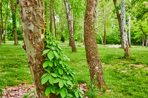 Image of Virginia Creeper vine growing up side of River Birch tree in Aerial Foundation Park