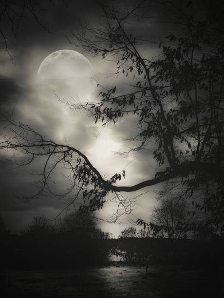 istock beautiful black and white image of the moon through the tree branches 1567495046