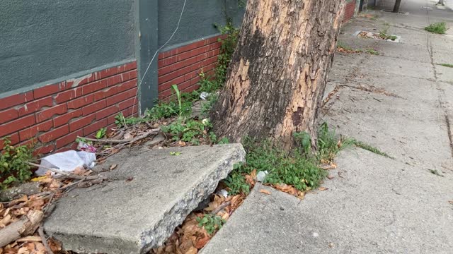 Sidewalk destroyed by tree trunk and root