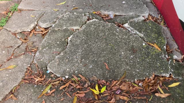 Sidewalk destroyed by root of a tree
