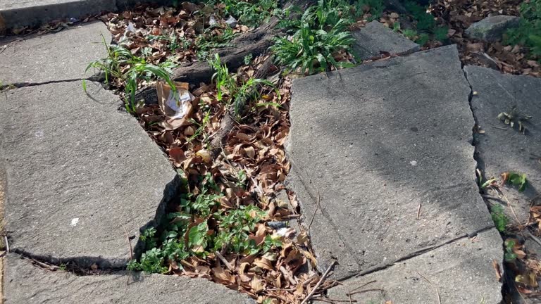 Sidewalk destroyed by tree