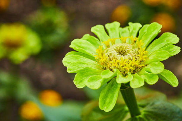 Image of Zinnia Elegans Queen Lime flower in full bloom with blurred background macro shot
