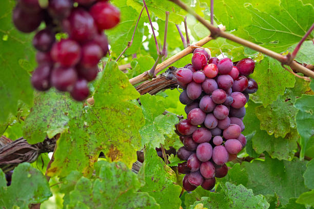 sweet treasures of the vine: celebrating the beauty and abundance of grapes - agriculture purple vine grape leaf imagens e fotografias de stock