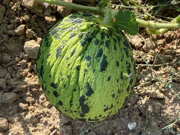 istock Melon field and green melon in the field. 1567506652