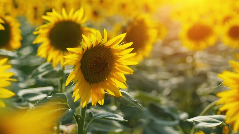 Beautiful sunflowers swaying in summer breeze. Scenic rural scene at sunset, warm rays of sunlight