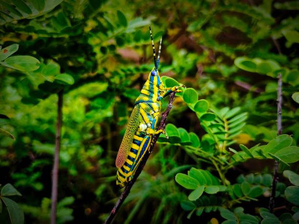 Poekilocerus pictus is a large brightly coloured grasshopper found in the Indian subcontinent. Nymphs of the species are notorious for squirting a jet of liquid up to several inches away.