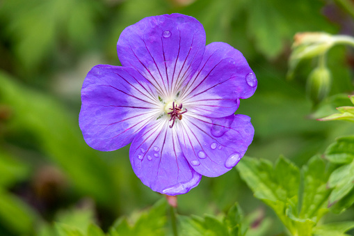 Geranium wallichianum