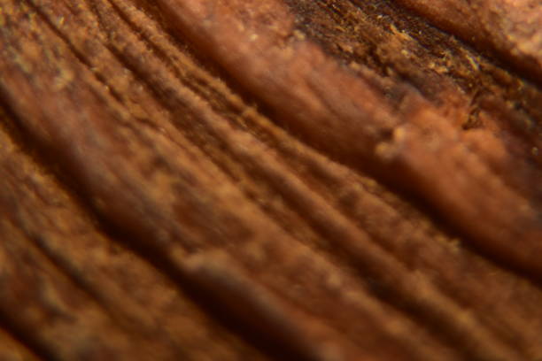 close up of dark brown wood texture background