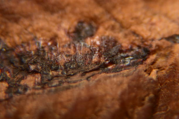 close up of dark brown wood texture background