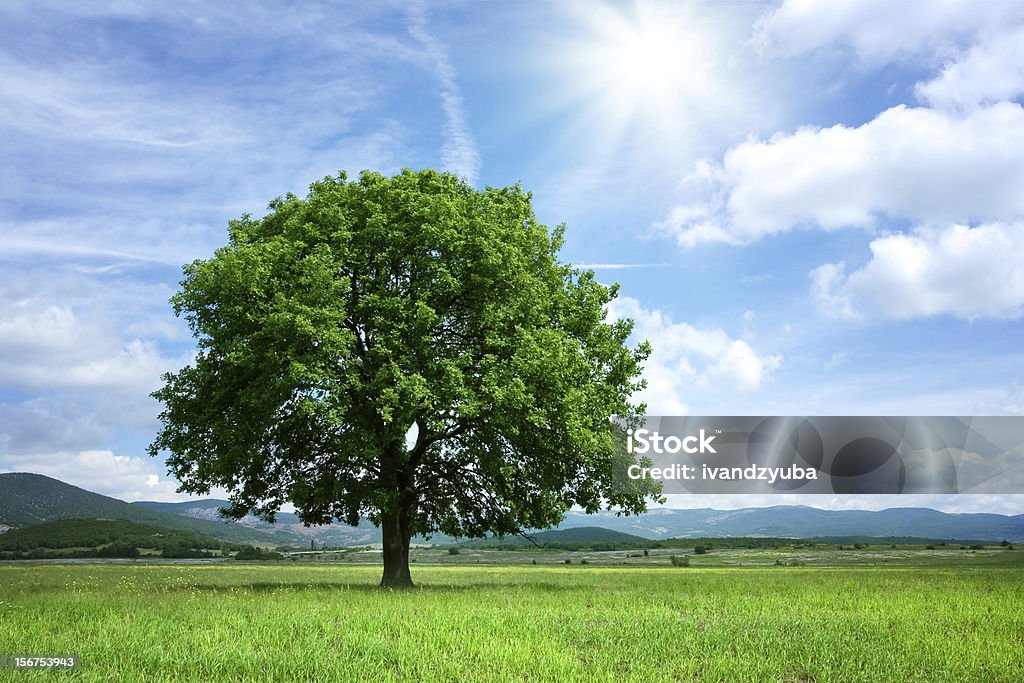 Tree on green field Tree on green the field with blue sky Tree Stock Photo