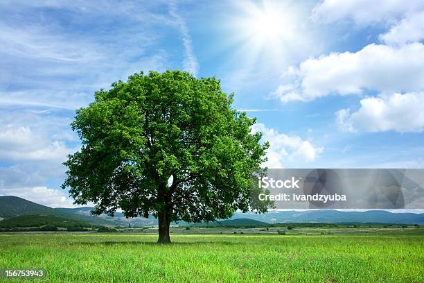 Tree On Green Field Stock Photo - Download Image Now - Tree, Large, Beauty In Nature