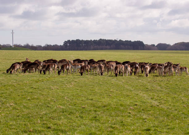 Four Fallow Deer ambling across a meadow in Spring.