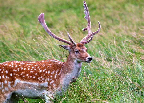 istock Fallow Deer (Dama dama) - Graceful Wild Beauty in Phoenix Park, Dublin, Ireland 1567540970