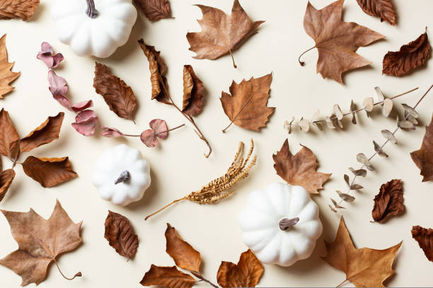 istock Autumn fall thanksgiving day composition with decorative pumpkins 1567541705