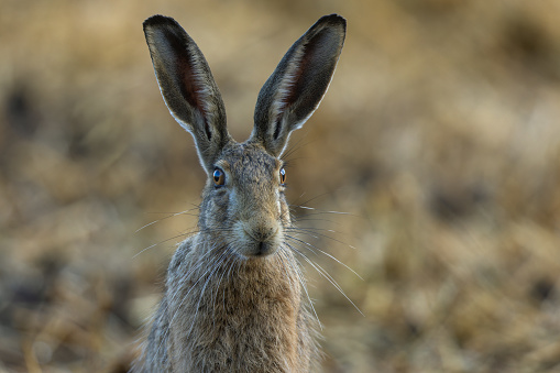 Brown hare sits attentively in a meadow in front of a rapeseed field