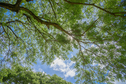 Photo under the tree at noon with some clouds in the blue sky, Karnjanaburi, Thailand.
