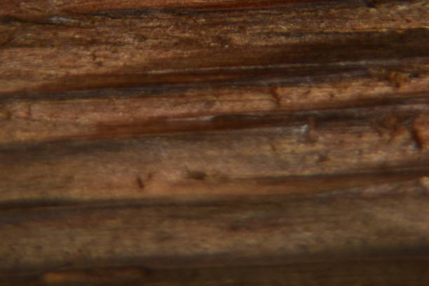 istock close up of dark brown wood texture background 1567546530