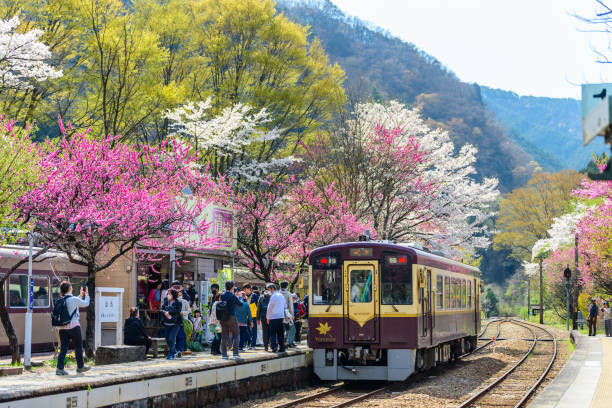 watarase keikoku railway am bahnhof godo im frühling mit rosa und rot blühenden bäumen entlang der bahngleise. - open stock-fotos und bilder