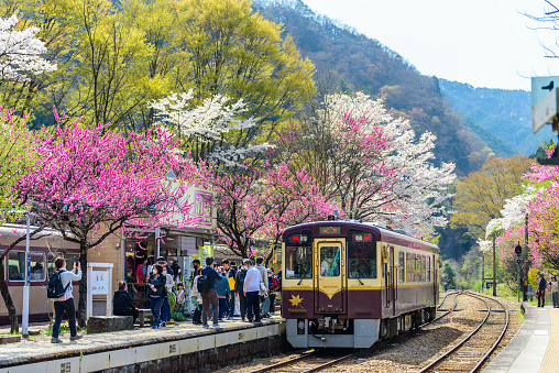 Gunma, Japan - March 29, 2023 - Watarase Keikoku Railway at Godo station in spring with pink & red blossom trees blooming along the railway tracks.