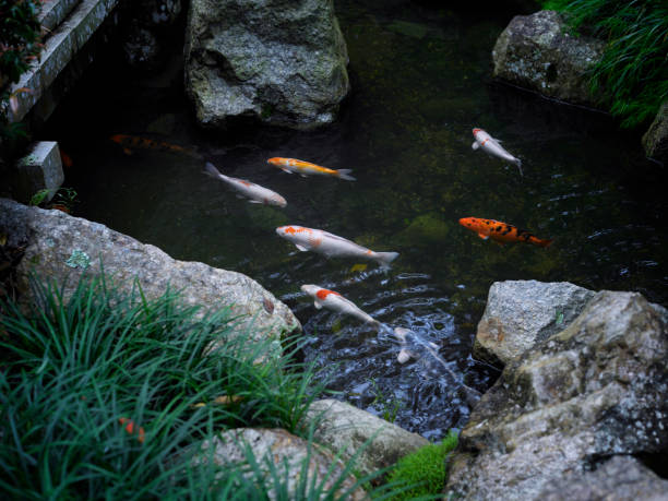 istock top view Japanese garden with koi fish 1567548726