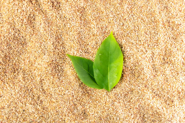 istock Two leaf on sand beach top view well free space for text season background. 1567549279
