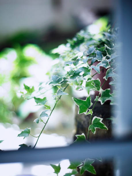 istock ivy plant near the window 1567549294