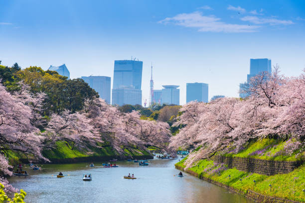 parc chidorigafuchi à tokyo pendant la saison de floraison des cerisiers sakura à tokyo au japon. le parc chidorigafuchi est un endroit populaire pour les voyageurs à tokyo. - edo period photos et images de collection