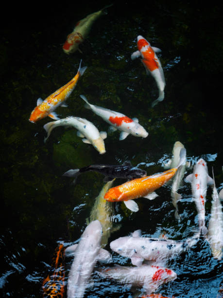 istock top view Japanese garden with koi fish 1567549866