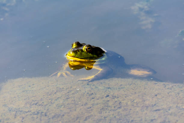 istock A Bull frog suns himself in the shallow pond water. 1567550439