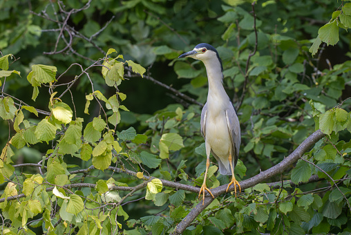 Black-crowned night-heron (Nycticorax nycticorax) standing on a branch.