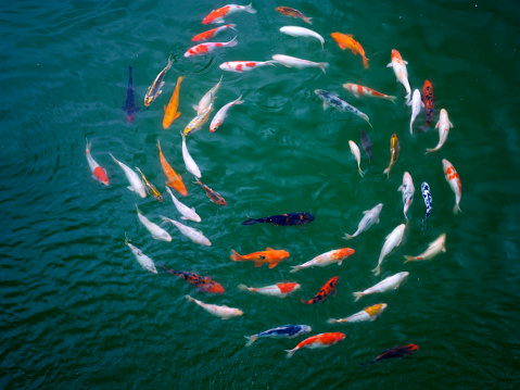 top view of  koi fish following  each other form a circle