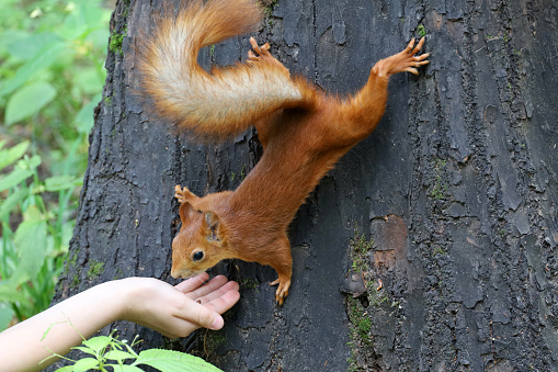 Feeding wild animals in a summer park, hungry squirrel on the tree trunk, trust and care concept