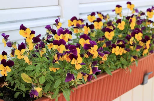 Pretty colourful violet and yellow flowers of garden pansy seedlings (Viola tricolor) in small pots on sale in garden centre
