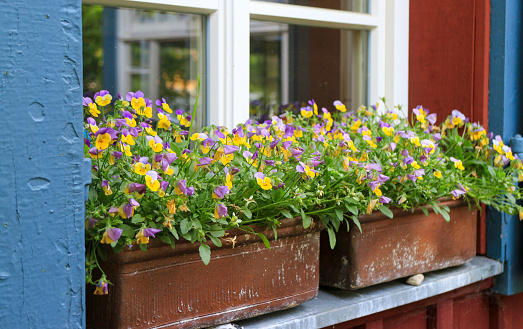 horizontal close up image of a log cabin with a window and window box full of colorful vibrant flowers in the summer time.