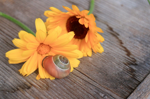Sunflower daisy with snail shell on wooden plank