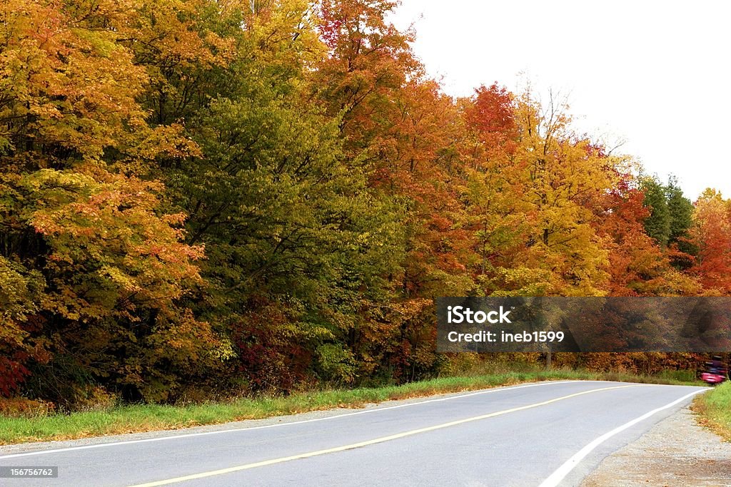 autunno - Foto stock royalty-free di Albero