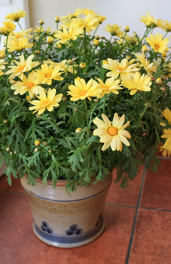 Yellow Marguerite daisies (Argyranthemum frutescens) in a flower pot