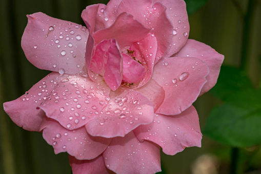 A pink rose after a rain storm.