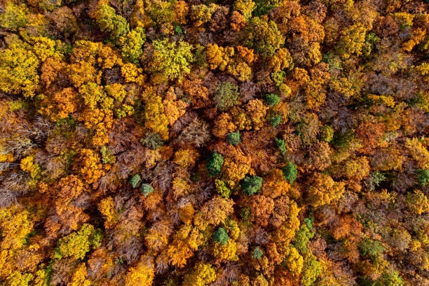 istock Overhead colorful mixed autumn forest aerial background, made directly from above 1567572214