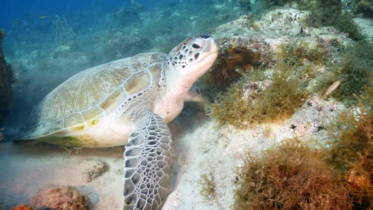 Sea Turtle in shallow water of the coral reef in the Caribbean Sea around Curacao