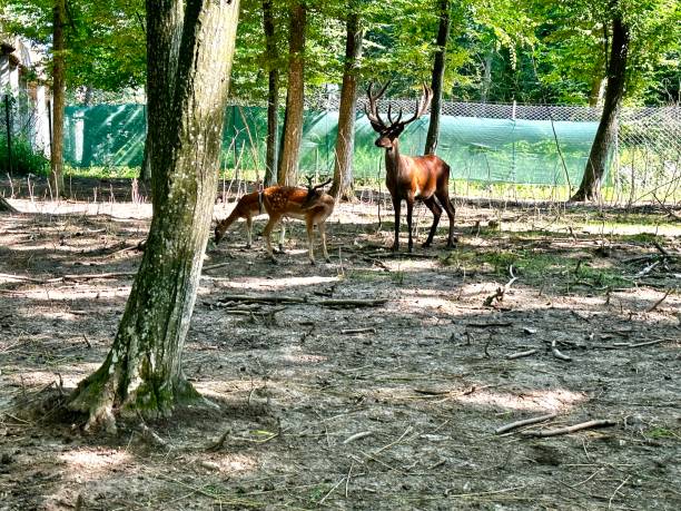 istock Deer in the zoo 1567578664