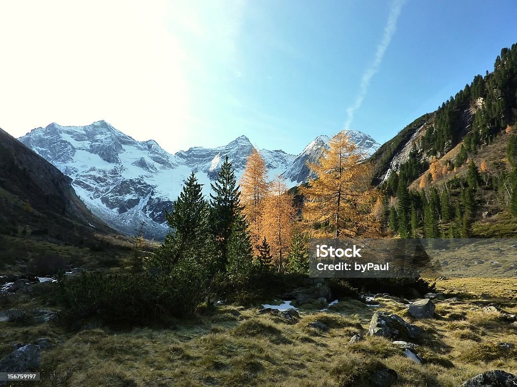 Automne conifers et un glacier dans l'arrière-plan - Photo de Automne libre de droits