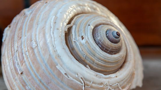 Close up view of a big sea shell from the North Aegean Sea in Gokceada, Canakkale, Turkey. Fish restaurant, summer concept.