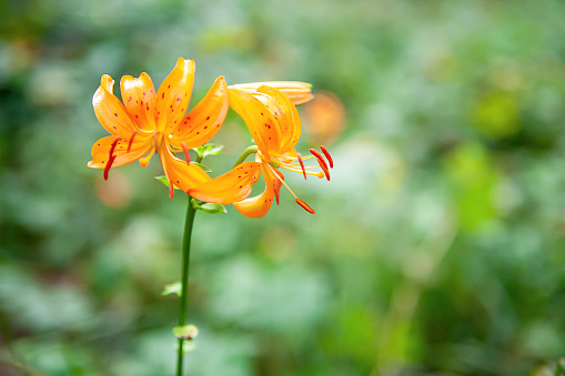 lily flower