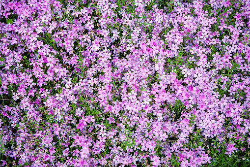 grass flower