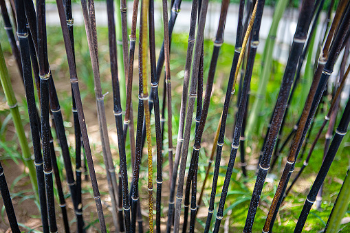 Bamboo plants (Bambusa vulgaris) with green leaves for natural wallpaper.